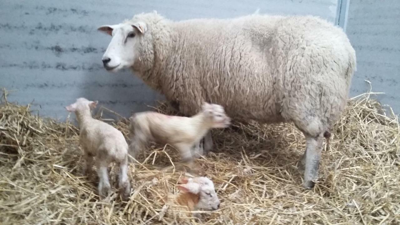 Maneschijn**** Hébergement de vacances